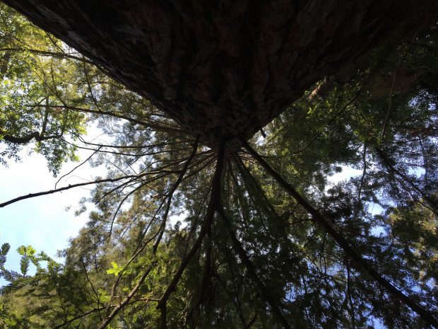 Sequoia beside Faculty Glade, U.C. Berkeley